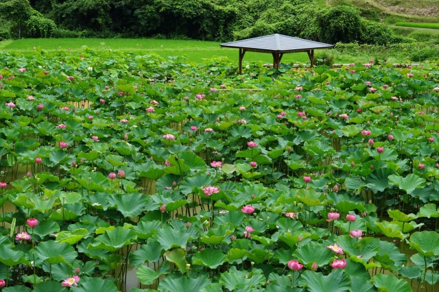 宮地やすらぎの里（はす畑）