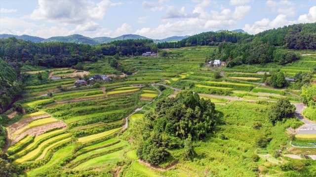 上籾棚田