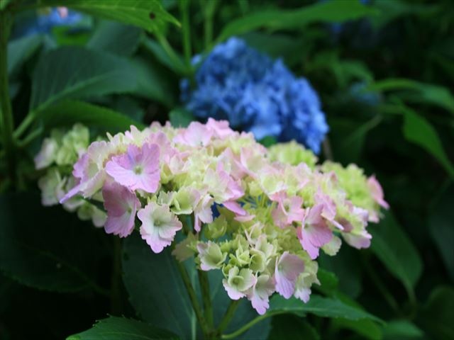 美咲花山園