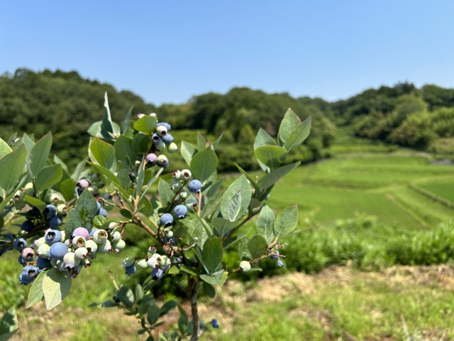 小林農園　古那志屋（吉備中央町）