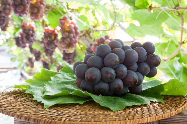 グローコールマン