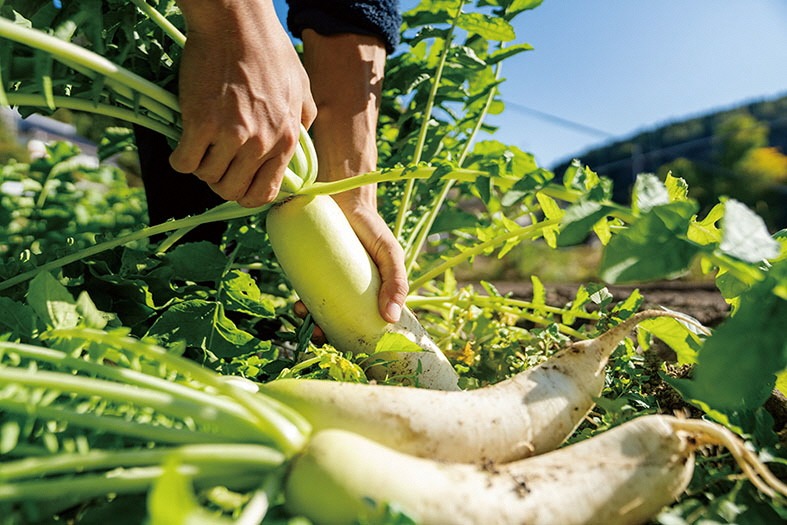 野菜の収穫体験