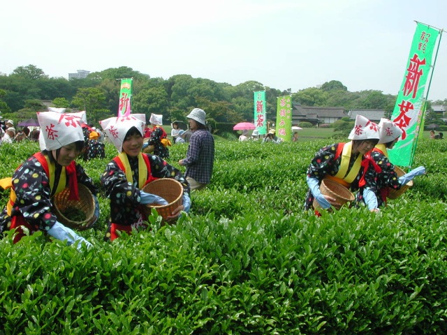 岡山後楽園　茶つみ祭