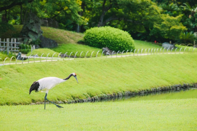 岡山後楽園　タンチョウの園内散策