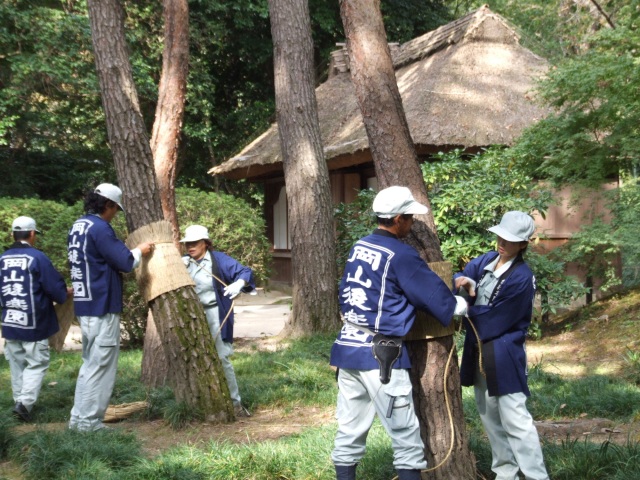 岡山後楽園　松の菰巻き