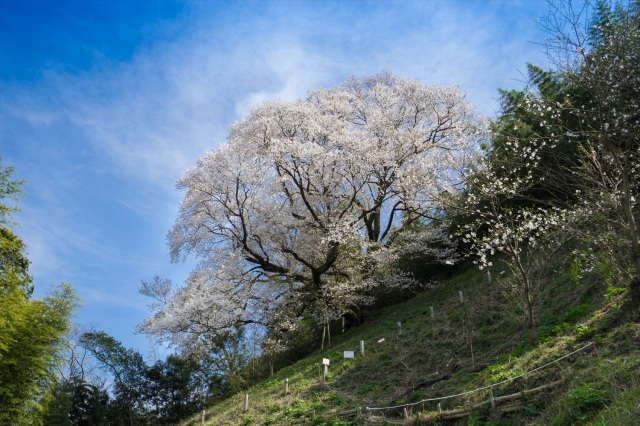 桜祭り in 奥迫川