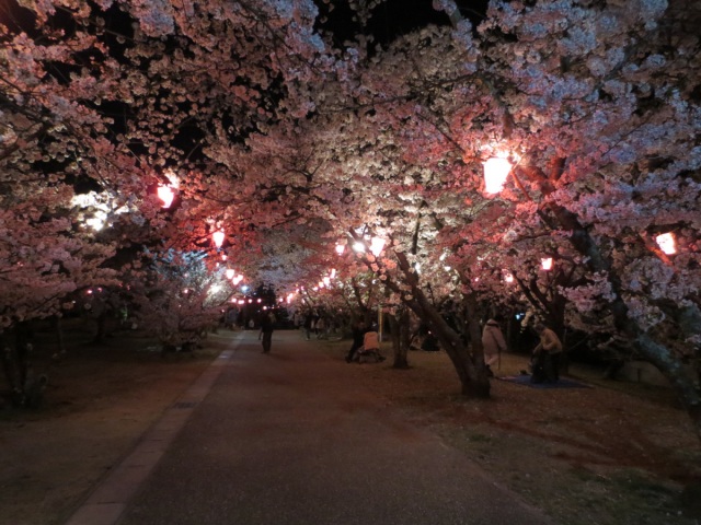 早島公園夜桜ライトアップ