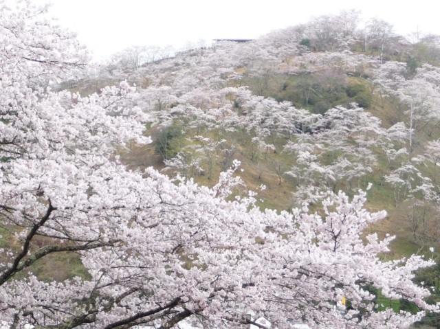 三休公園　さくらまつり
