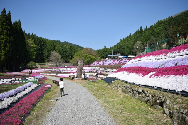 おおがや芝桜公園「芝桜まつり」