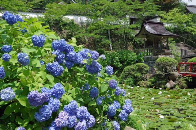 木山寺のあじさい