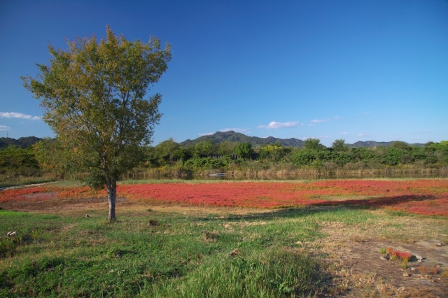 紅葉のアッケシソウ一般公開