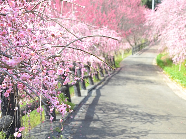 津山市神代梅の里公園 梅まつり
