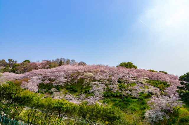 半田山植物園桜まつり（岡山市）