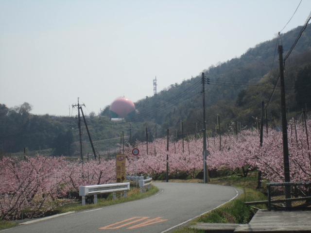 日本一の巨大桃