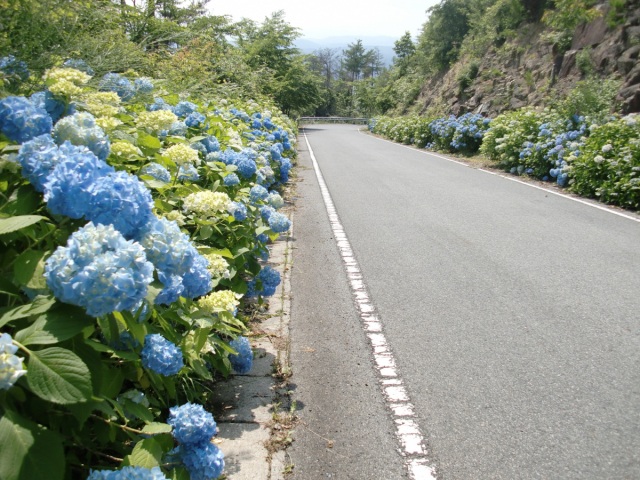 あじさいロード