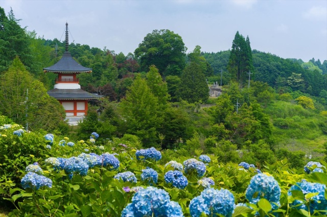 大聖寺(あじさい寺)