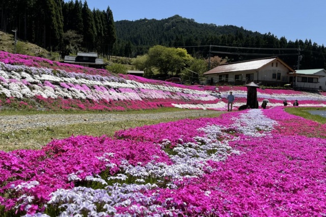おおがや芝桜公園（西粟倉村）