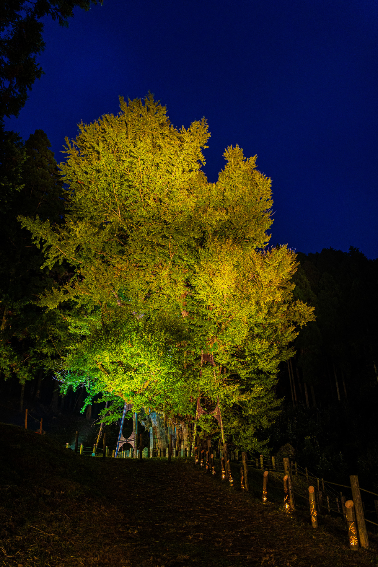 ライトアップされた大イチョウ