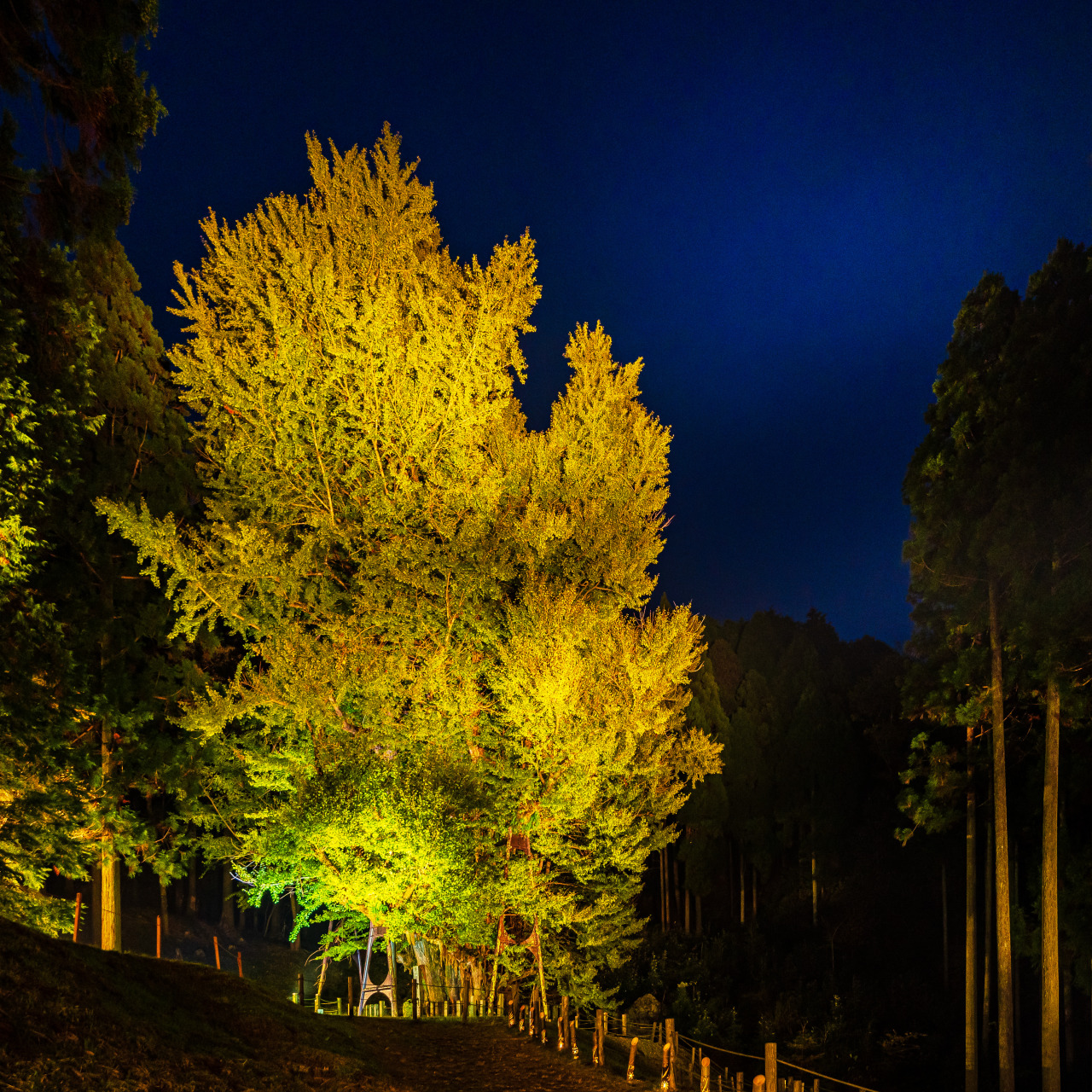 ライトアップされた大イチョウ