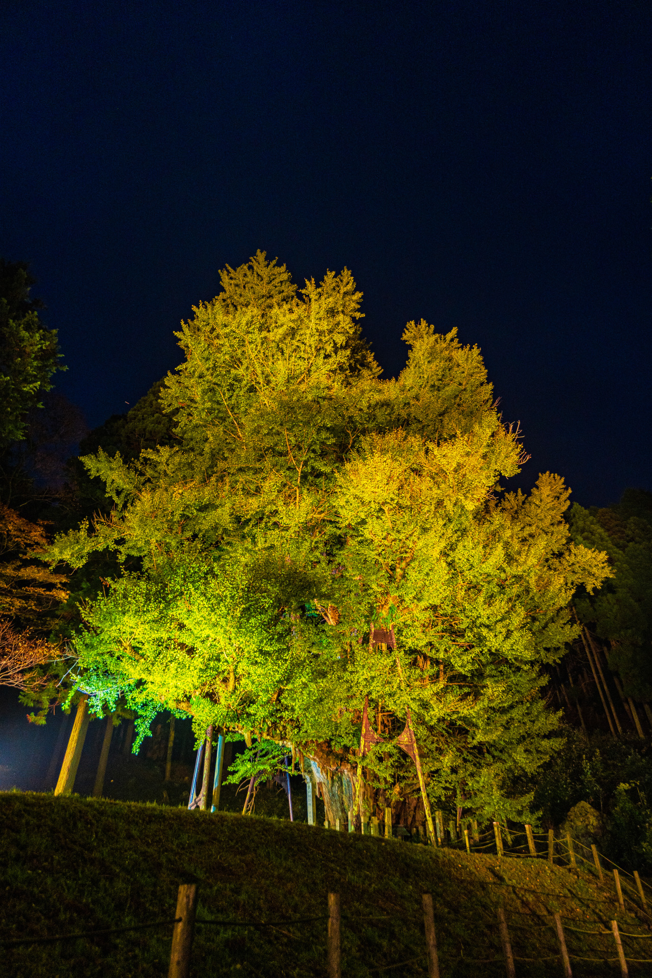 ライトアップされた大イチョウ