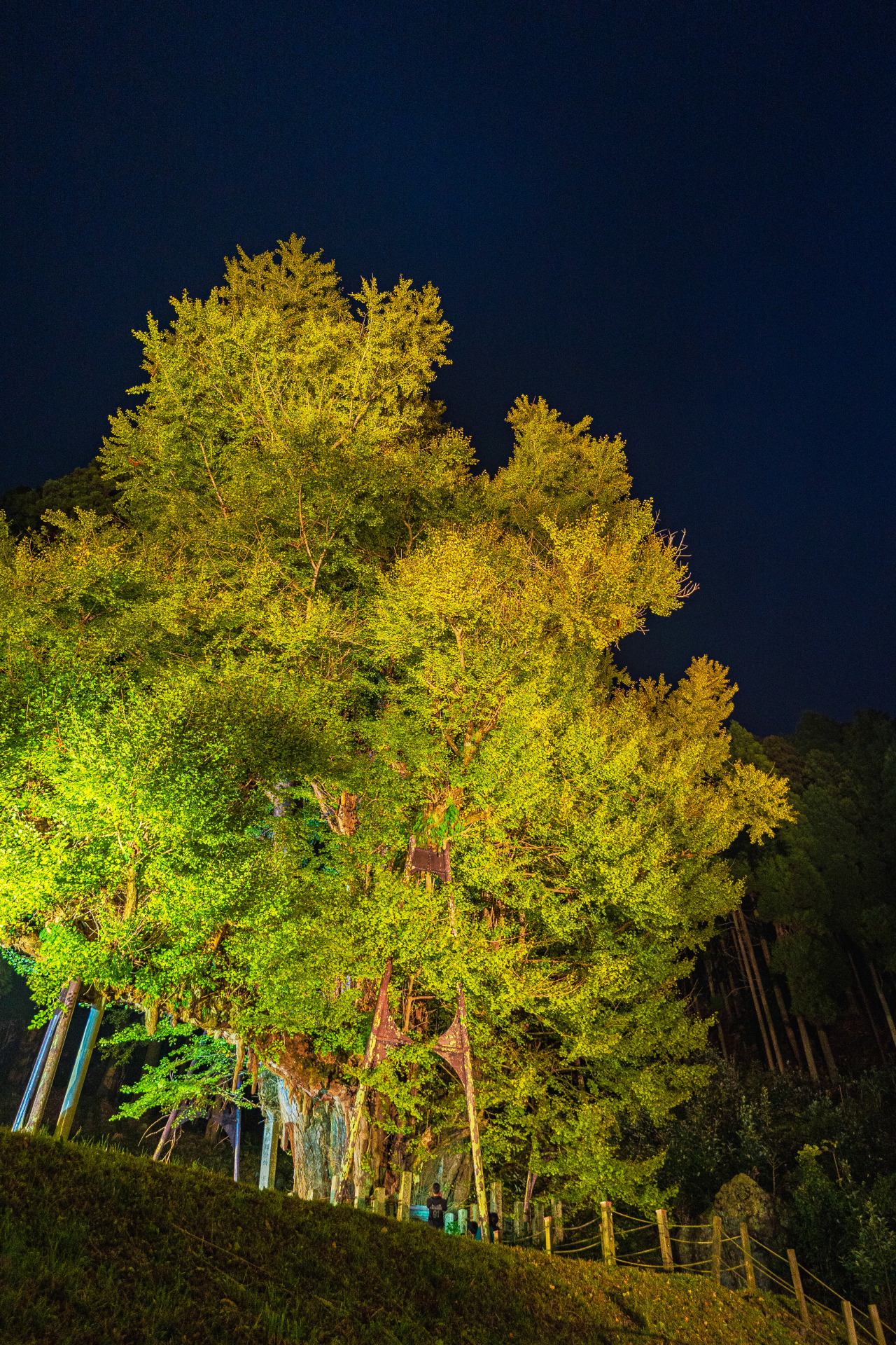 ライトアップされた大イチョウ