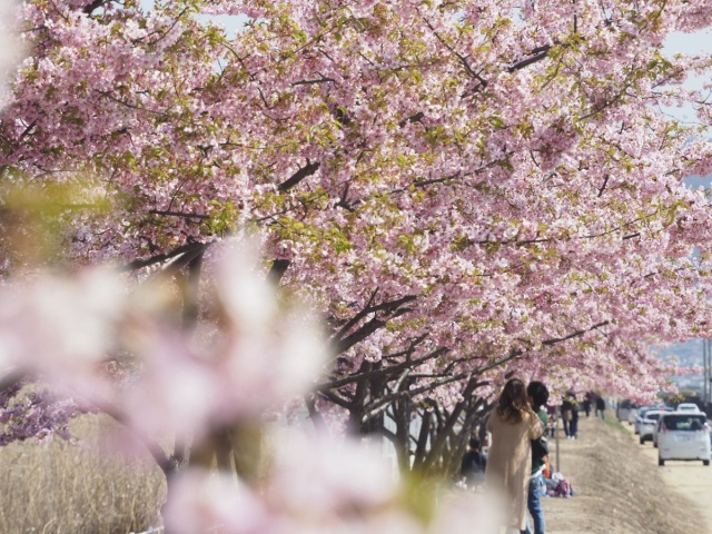 2025 河津桜花見会（児島湖花回廊）