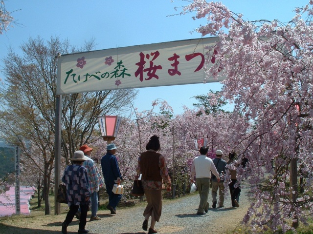 たけべの森 はっぽね桜まつり