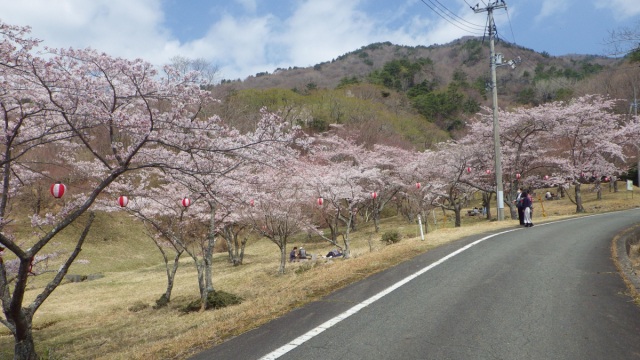 声ヶ乢桜まつり