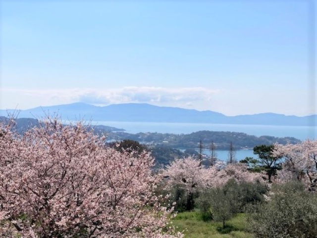 牛窓オリーブ園　桜お花見散歩ポイントラリー