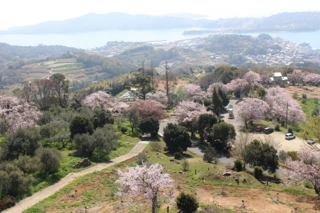 【2026年】牛窓オリーブ園　桜お花見散歩ポイントラリー