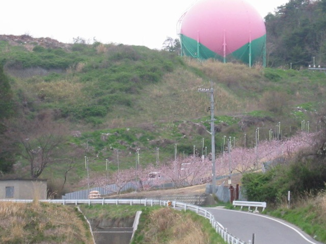 日本一の巨大桃