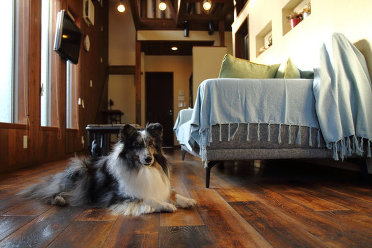 1日1組限定!イタリア料理コースディナーつき愛犬と泊まるホテル