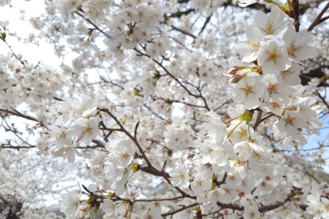 【2026年】いばら桜フェスタ