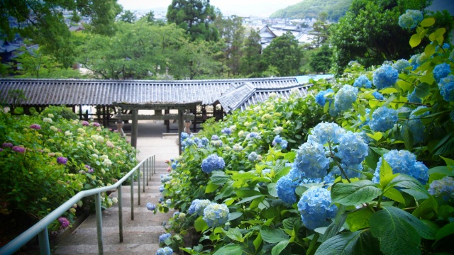 【2026年】吉備津神社　あじさいまつり