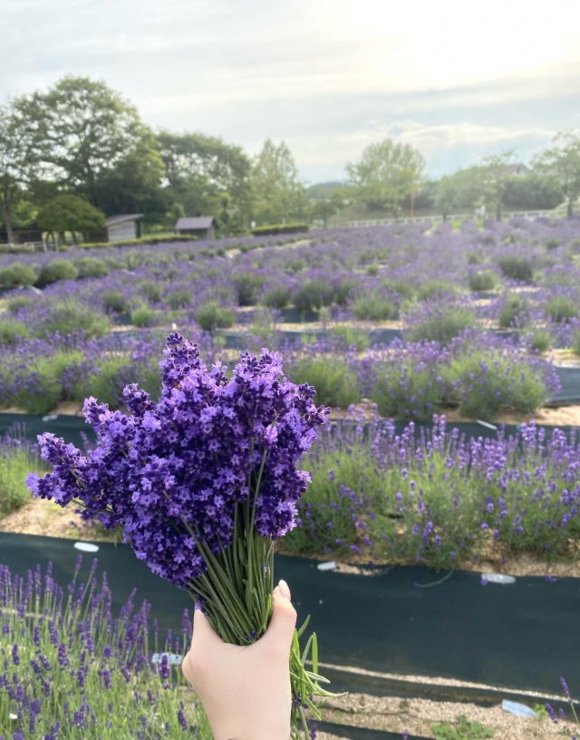 【要予約】まきばの館 ラベンダー花穂摘み体験（ランチ付き）