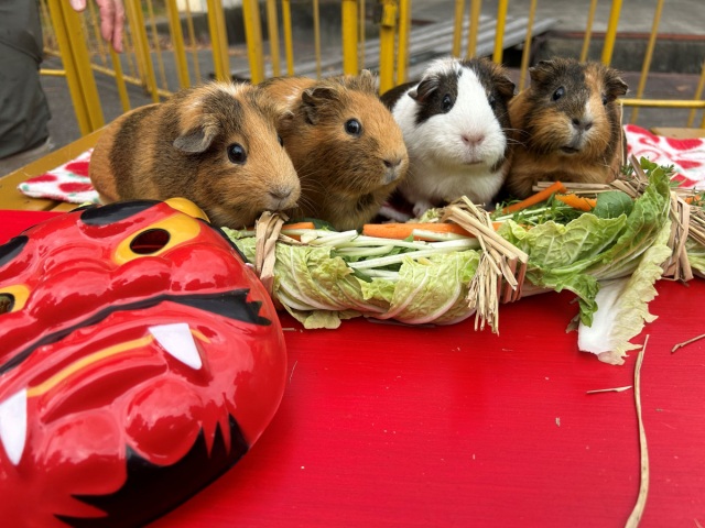 池田動物園　動物たちに恵方巻のプレゼント