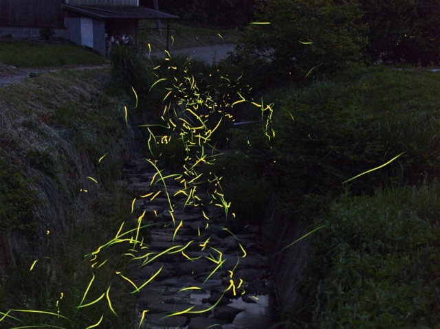 上竹地区のホタル