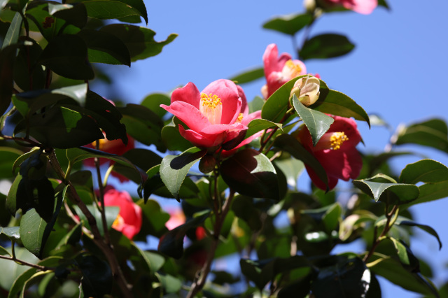 【要予約】飛島 椿まつり 島内ぐるっとウォーキングツアー