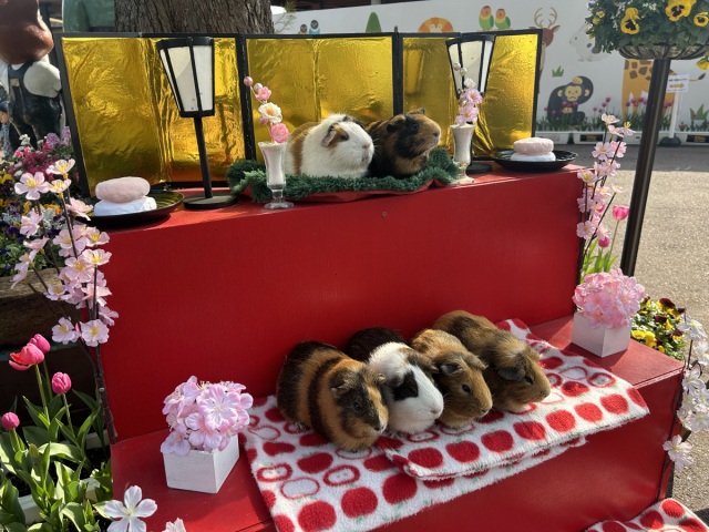 池田動物園　モルモットとひなまつり
