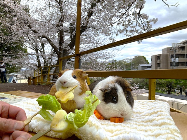 池田動物園　モルモットとお花見