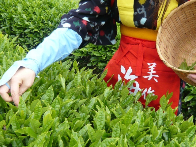 海田茶