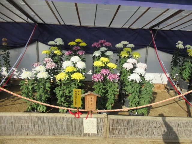 【2026年】第75回おかやま菊花大会