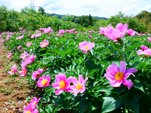 【要予約】井原線ウォーク「シャクヤク花摘みウォーク」