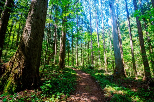 【2026年】新庄村 山まつり（毛無山）