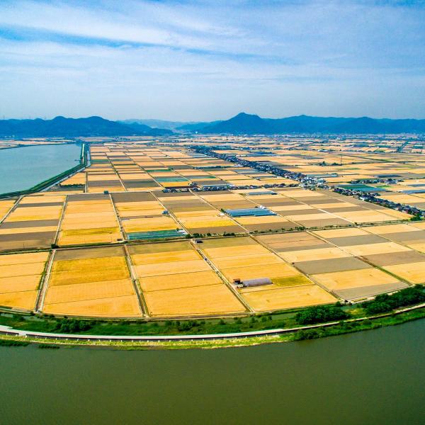 児島湾干拓地のビール麦畑