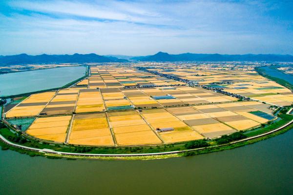 児島湾干拓地のビール麦畑