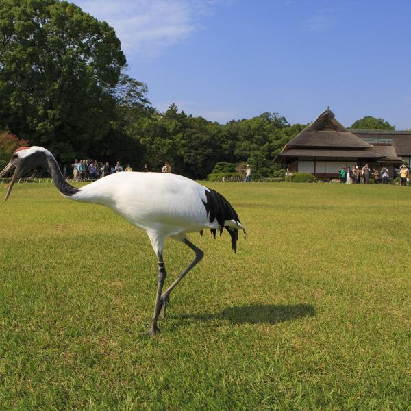 岡山後楽園タンチョウ