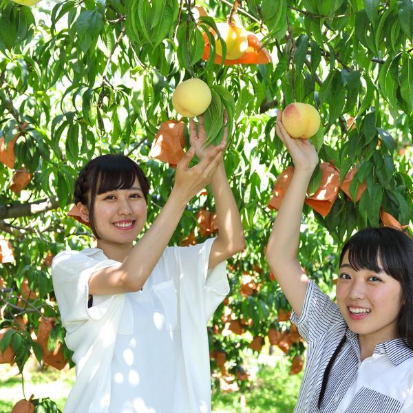 桃狩り
