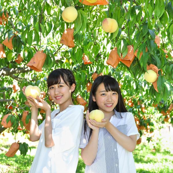 桃狩り