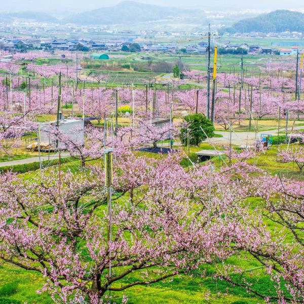 赤磐市の桃畑（鴨前・西中地区）